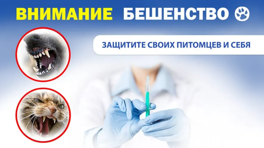 Роспотребнадзор информирует о рекомендациях по профилактике бешенства